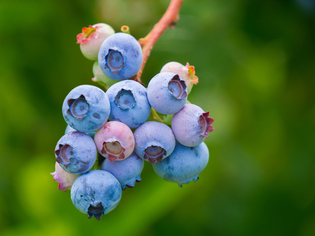 A Holistic Approach to Health - The Philosophy of Life Sciences